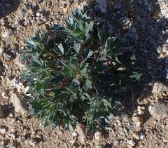 Langloisia setosissima setosissima