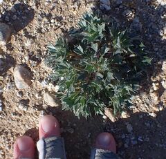 Langloisia setosissima setosissima