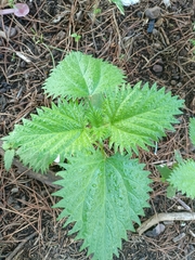 Urtica pilulifera