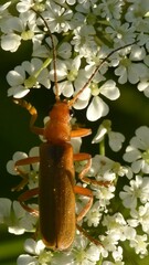 Cantharis rufa