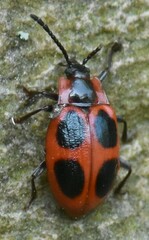 Endomychus coccineus