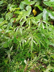 Vasconcellea palandensis