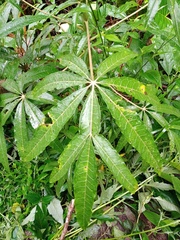 Vasconcellea palandensis