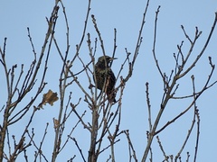 Sturnus vulgaris