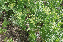 Osmorhiza occidentalis
