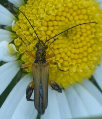 Oedemera podagrariae