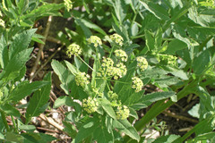Osmorhiza occidentalis