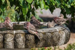 Haemorhous mexicanus