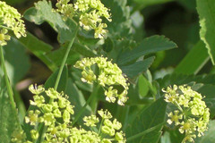 Osmorhiza occidentalis