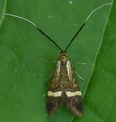 Nemophora degeerella