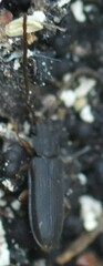 Uleiota planata