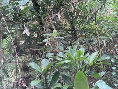 Cinnycerthia olivascens