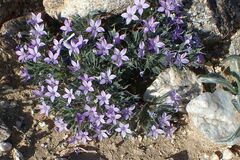 Langloisia setosissima setosissima