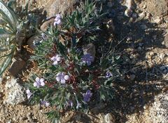 Langloisia setosissima setosissima