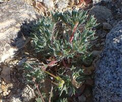 Langloisia setosissima setosissima