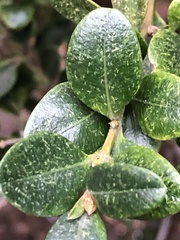 Eurytetranychus buxi