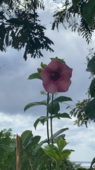 Allamanda blanchetii