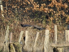 Buteo buteo