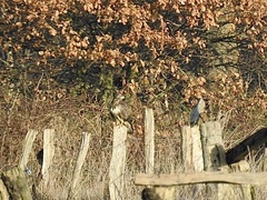 Buteo buteo