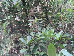 Cinnycerthia olivascens