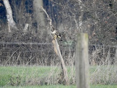 Buteo buteo