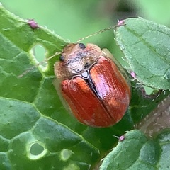 Paropsisterna selmani
