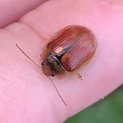 Paropsisterna selmani