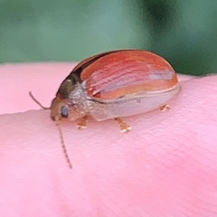 Paropsisterna selmani