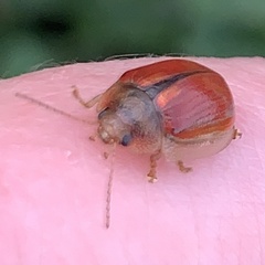 Paropsisterna selmani