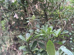 Cinnycerthia olivascens