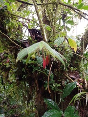 Columnea