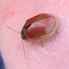 Paropsisterna selmani