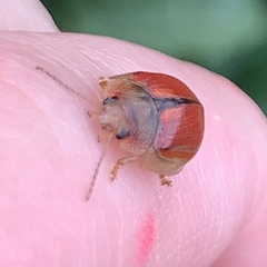 Paropsisterna selmani