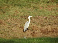 Ardea cinerea
