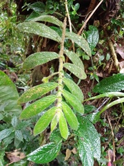 Columnea