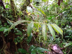 Columnea