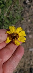 Encelia asperifolia