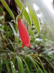 Columnea