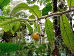 Columnea