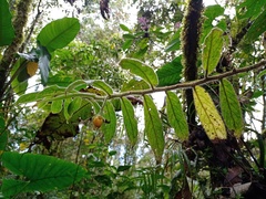 Columnea