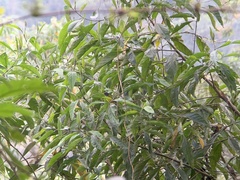 Cnemoscopus rubrirostris