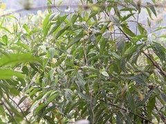 Cnemoscopus rubrirostris