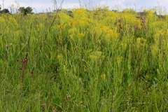 Senecio inornatus