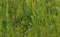 Senecio inornatus