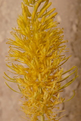 Stanleya pinnata integrifolia