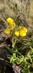 Calceolaria crenata