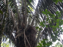Attalea