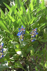 Penstemon cyananthus cyananthus