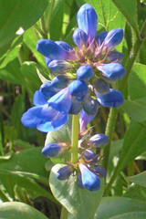 Penstemon cyananthus cyananthus