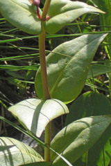 Penstemon cyananthus cyananthus